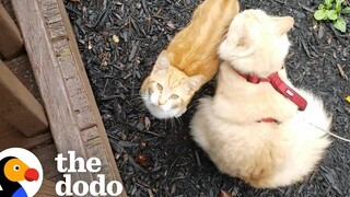 แมวเกลียดทุกคนยกเว้นฉันมินิ The Dodo Cat Crazy