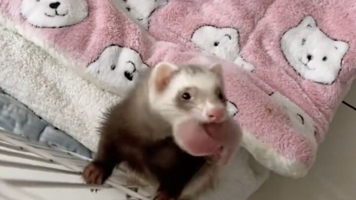What should you pay attention to when keeping a ferret?