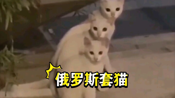 Khi CSGT hỏi bên lề đường có bao nhiêu con mèo, bạn chỉ nói có một con thôi