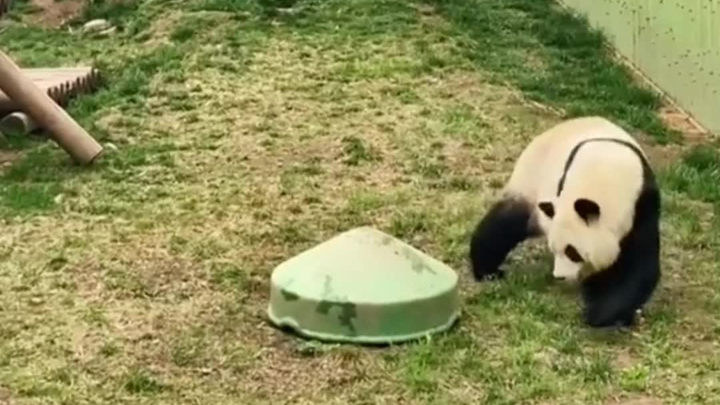 ตัวอ้วนแพนด้าที่หายตัวไปอย่างกะทันหัน