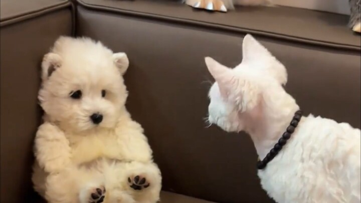 “Tớ giả làm đồ chơi, liệu anh ấy có hết đánh tớ không?｜д•´)!!”