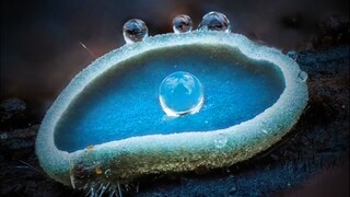 มาสำรวจเห็ดที่สวยที่สุดด้วยกัน เห็ดป่า เห็ดเล็กๆ ทั้งเห็ดกินได้อร่อยและเห็ดพิษที่อาจทำให้เป็นพิษ