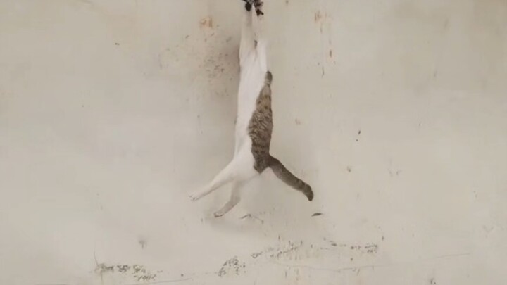 Cat's Freedom 3.0