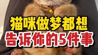 Five things cats want to tell you in their dreams. I was moved to tears after reading the last part!