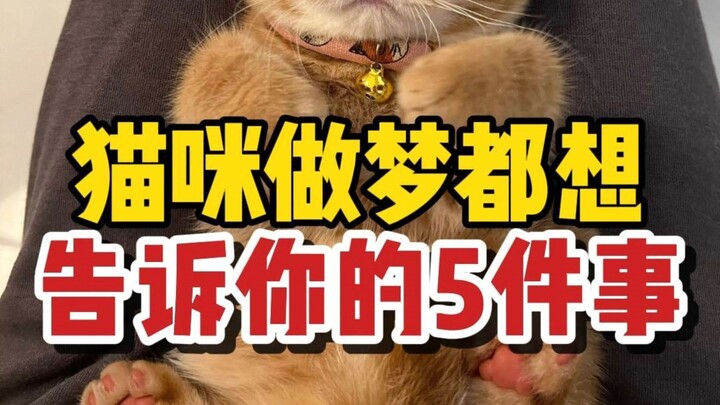 Lima hal yang ingin disampaikan kucing dalam mimpinya. Saya sampai meneteskan air mata setelah memba