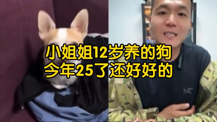 【بث مباشر بان هونغ】كلب الآنسة عمره 13 سنة، بدأت تربيته من سن 12، والآن أصبح عمرها 25 سنة