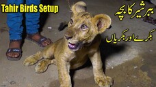 Tahir Birds Setup _ Lion Goats and Old Cage Available For Viewers Latest Updates