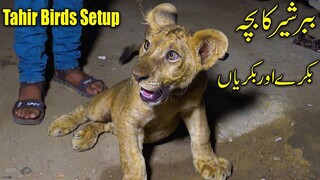 Tahir Birds Setup _ Lion Goats and Old Cage Available For Viewers Latest Updates