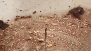 Dancing worm 🐛