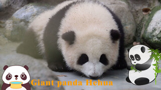 [Panda Hehua] Serious movements of water drinking in the pool, cute!