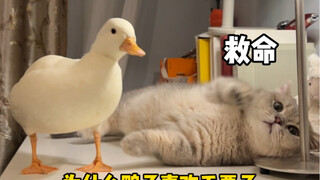 ماو شيو وانغ: أنا سأقوم بدور من يجب أن يتعاون معك وأتظاهر بعدم الملاحظة