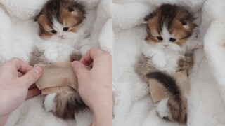宝宝你是一条美人鱼！