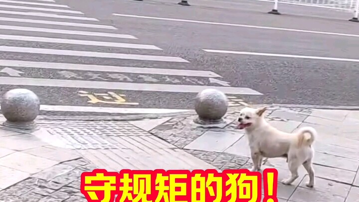 Yang paling krusial, dia bahkan bisa mengenali angka! Tinggal 2 detik lagi, dia langsung berjalan—si