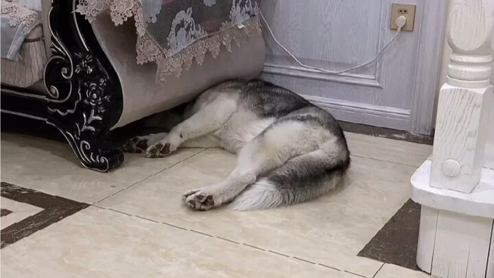 Đây là một chú husky bị trầm cảm nặng.