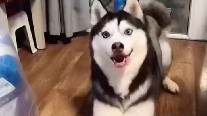 Dù nói rằng không thể đánh giá chó qua vẻ bề ngoài, nhưng đôi khi có những chú chó trông cứ như chẳn