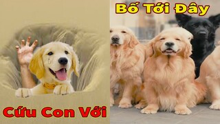 Thú Cưng TV | Trứng Vàng và Trứng Bạc #28 | Chó Golden Gâu Đần thông minh vui nhộn | Pets smart dog