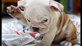 รวบรวมวิดีโอลูกสุนัขตลกและลูกสุนัข BullDog น่ารัก 2016 ดีที่สุดของ