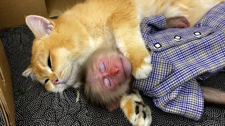 A giant cat’s perspective! Good friends should stick together~