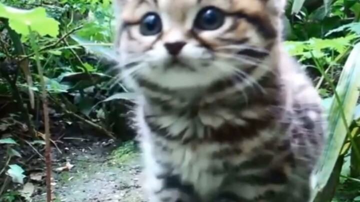 The most powerful kitty in the African plains - The black-footed cat