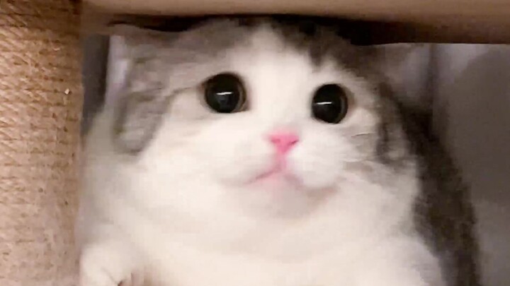 Jangan takut kalau kue kecil si kucing jatuh ke lantai—cukup bantu menguburnya dengan penuh perhatia