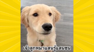 สัตว์เลี้ยงพื่อนขนปุย : เจ้าลูกหมาแสนรู้แสนซน