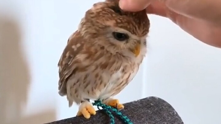 “Sial, kamu bilang benda ini burung pemangsa!?!”