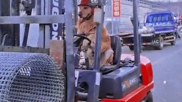 Babi betul, siapa yang ngetik komen baris ini? Paw Patrol: Anjing Penyelamat! Gue ngakak banget!