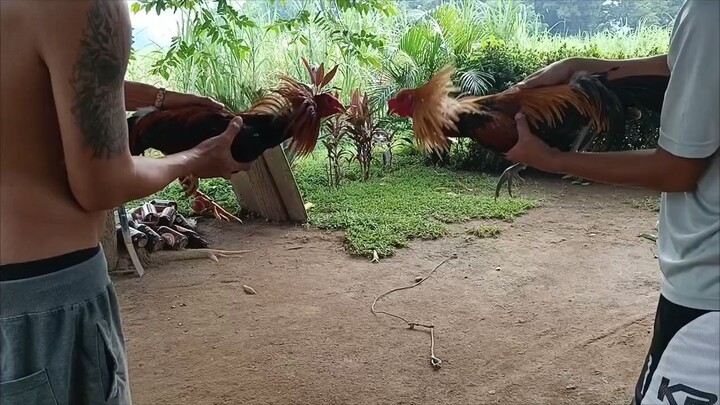 pumpkin 6 months old vs gb sweater 14 months old 1st spar galing breeding