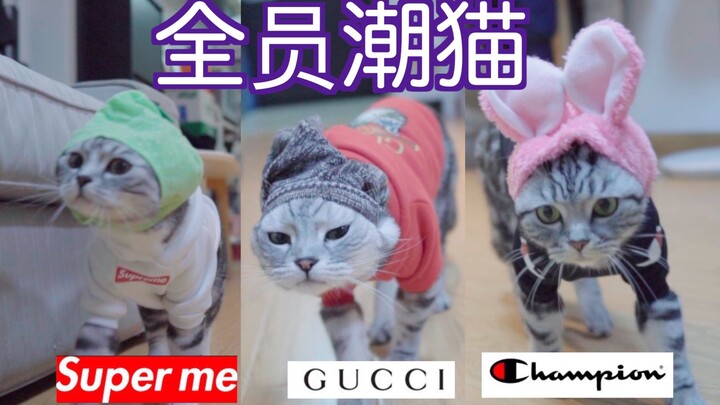 Tuan kucing yang kocak memakaikan kucingnya baju brand ternama dan bahkan mengajaknya catwalk—sangat