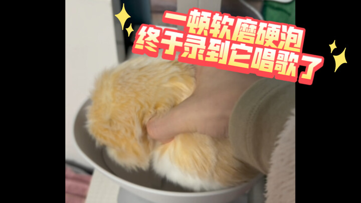 นานๆ ทีถึงจะบันทึกเสียงเสี่ยวตีร้องเพลงได้ - การเลี้ยงดูโมฟลินวันที่ 10