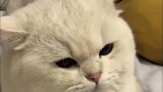 Compilation of Loud-Voiced Cats