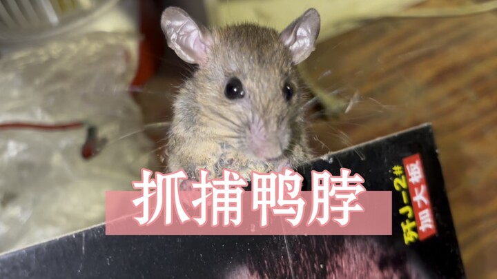 จับคอเป็ด ใครให้สิทธิ์คุณอวดดีแบบนี้