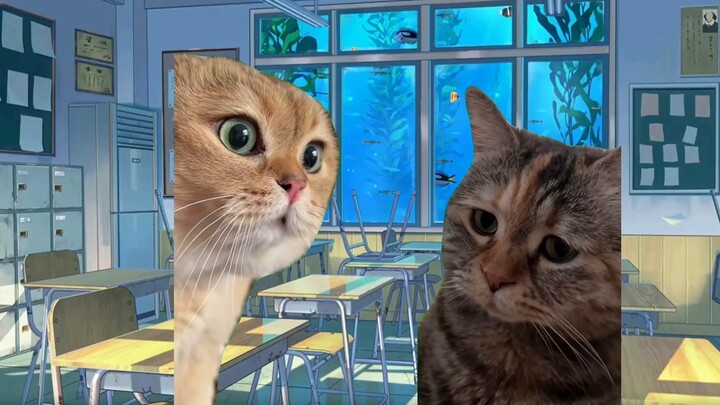 I was rejected in the retest (╥_╥)