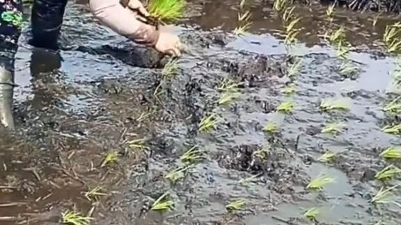 bàn tay xưa cấy trong gió bấc..