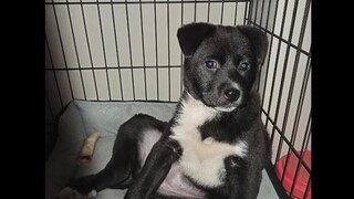 The stolen dog is almost one year old.