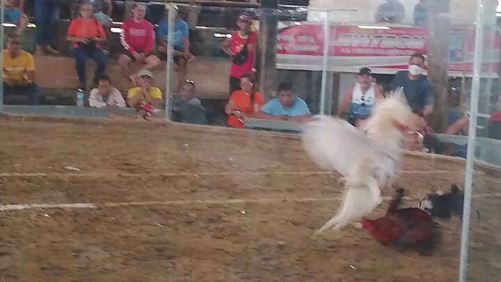 devil white  kelso x roundhead💪💪💪💪💪