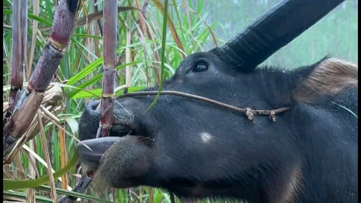 อ้อยในวันฝนตกอร่อยชุ่มฉ่ำสุดๆ!