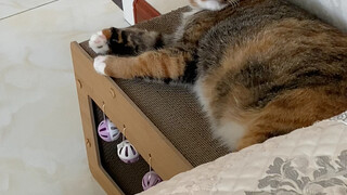 Cat: All I can see is rice!