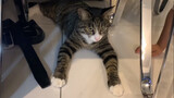 Mèo Li Hua Trung Quốc: Nhìn thẳng vào mắt tui đây!