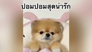 เพื่อนตัวน้อย สัตว์เลี้ยงแสนซน : ปอมปอมสุดน่ารัก