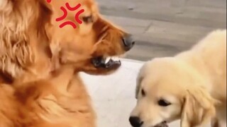 الكلب الذهبي الصغير: أمي، هل تقومين أيضًا بحراسة الطعام معي؟