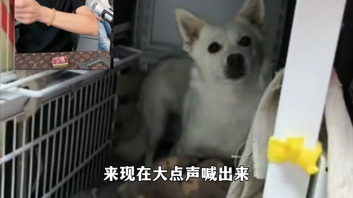 พี่สาวน่ารักมาก ถูกหมาแกล้งทุกวันเลย