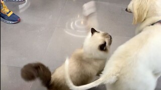 带只猫出去洗澡，结果猫把洗澡店老板的狗给揍了。。。