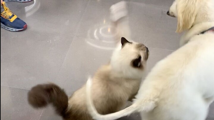 Took a cat out for a bath, and in the end, the cat beat up the bath shop owner's dog...