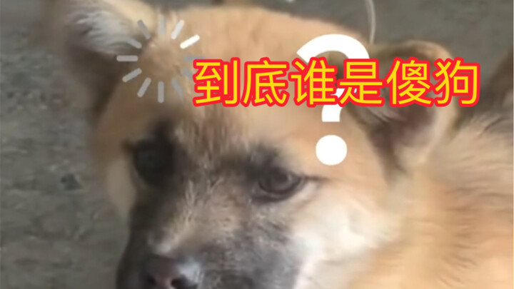 The dog is being polite—people are the ones playing tricks! ^_^