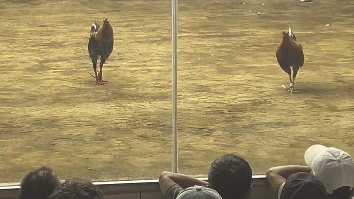 Macmac Ching (1.350M) VS Raymond Chavez (130k) PAYANIG SA GENTRI 5 Cock Derby