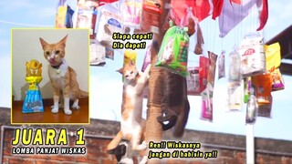 Ikut Lomba Panjat Wiskas, Si Oren Langsung Juara! 5 Lomba Agustusan Kucing Lucu 2022 Bikin Ngakak