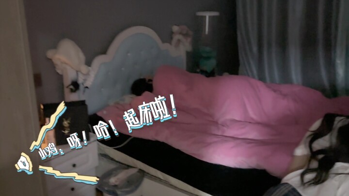 [Cat Diary Sign-Reading] Daily Life Unveiled [Vlog Edition]