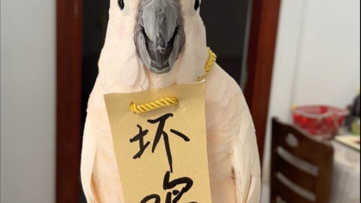 ฉันคือไก่ตัวร้าย!