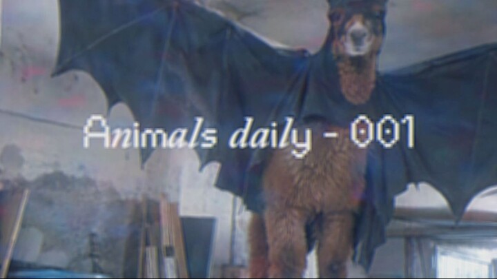 Animal Daily - 001